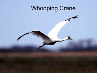Whooping Crane 