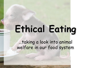 Ethical Eating … taking a look into animal welfare in our food system 