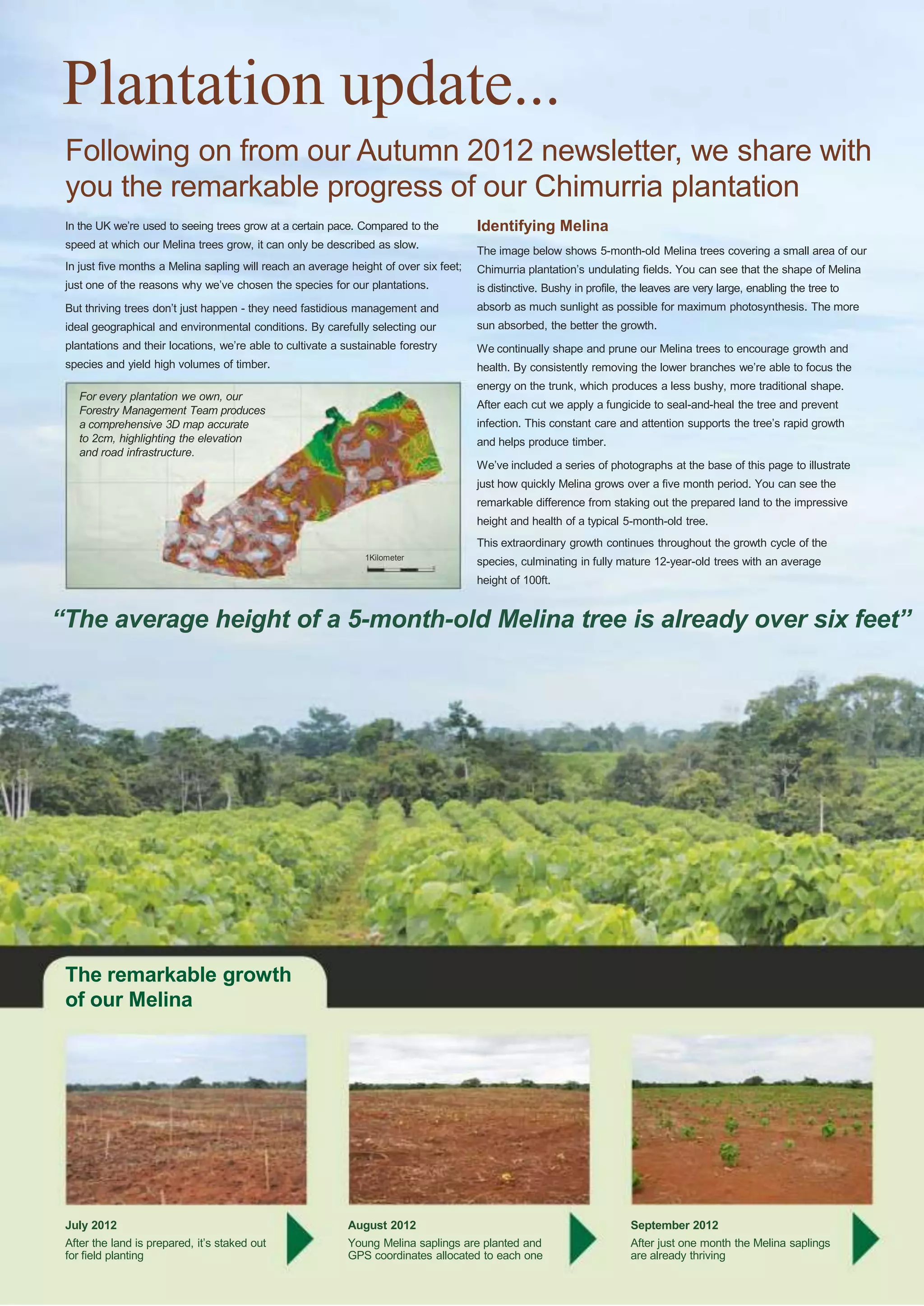 Plantation update...
Following on from our Autumn 2012 newsletter, we share with
you the remarkable progress of our Chimurria plantation
In the UK we‟re used to seeing trees grow at a certain pace. Compared to the
speed at which our Melina trees grow, it can only be described as slow.

Identifying Melina
The image below shows 5-month-old Melina trees covering a small area of our

In just five months a Melina sapling will reach an average height of over six feet;

Chimurria plantation‟s undulating fields. You can see that the shape of Melina

just one of the reasons why we‟ve chosen the species for our plantations.

is distinctive. Bushy in profile, the leaves are very large, enabling the tree to

But thriving trees don‟t just happen - they need fastidious management and

absorb as much sunlight as possible for maximum photosynthesis. The more

ideal geographical and environmental conditions. By carefully selecting our

sun absorbed, the better the growth.

plantations and their locations, we‟re able to cultivate a sustainable forestry

We continually shape and prune our Melina trees to encourage growth and

species and yield high volumes of timber.

health. By consistently removing the lower branches we‟re able to focus the
energy on the trunk, which produces a less bushy, more traditional shape.

For every plantation we own, our
Forestry Management Team produces
a comprehensive 3D map accurate
to 2cm, highlighting the elevation
and road infrastructure.

After each cut we apply a fungicide to seal-and-heal the tree and prevent
infection. This constant care and attention supports the tree‟s rapid growth
and helps produce timber.
We‟ve included a series of photographs at the base of this page to illustrate
just how quickly Melina grows over a five month period. You can see the
remarkable difference from staking out the prepared land to the impressive
height and health of a typical 5-month-old tree.
This extraordinary growth continues throughout the growth cycle of the
1Kilometer

species, culminating in fully mature 12-year-old trees with an average
height of 100ft.

“The average height of a 5-month-old Melina tree is already over six feet”

The remarkable growth
of our Melina

July 2012

August 2012

September 2012

After the land is prepared, it‟s staked out
for field planting

Young Melina saplings are planted and
GPS coordinates allocated to each one

After just one month the Melina saplings
are already thriving

 