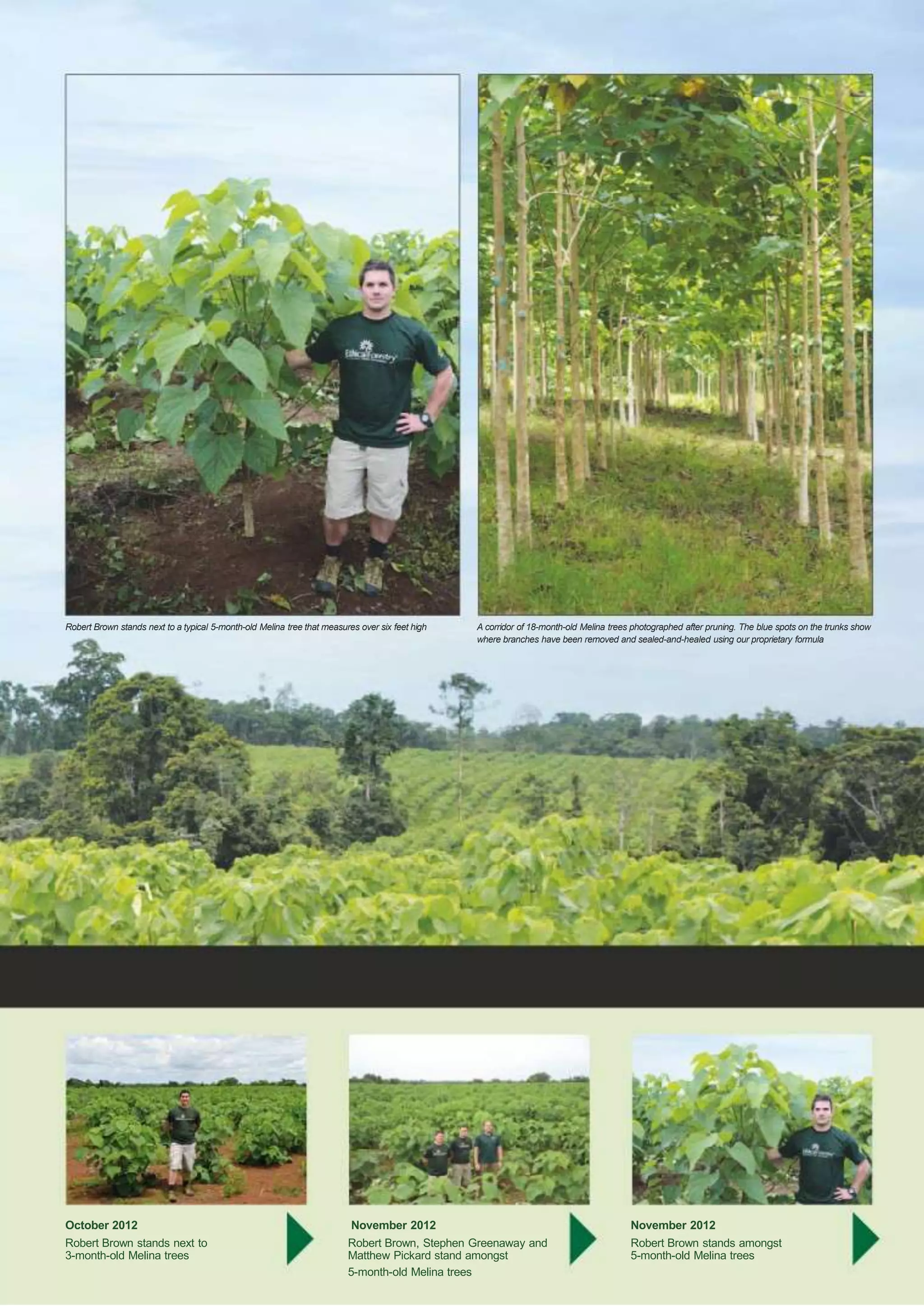 Robert Brown stands next to a typical 5-month-old Melina tree that measures over six feet high

A corridor of 18-month-old Melina trees photographed after pruning. The blue spots on the trunks show
where branches have been removed and sealed-and-healed using our proprietary formula

October 2012

November 2012

November 2012

Robert Brown stands next to
3-month-old Melina trees

Robert Brown, Stephen Greenaway and
Matthew Pickard stand amongst
5-month-old Melina trees

Robert Brown stands amongst
5-month-old Melina trees

 