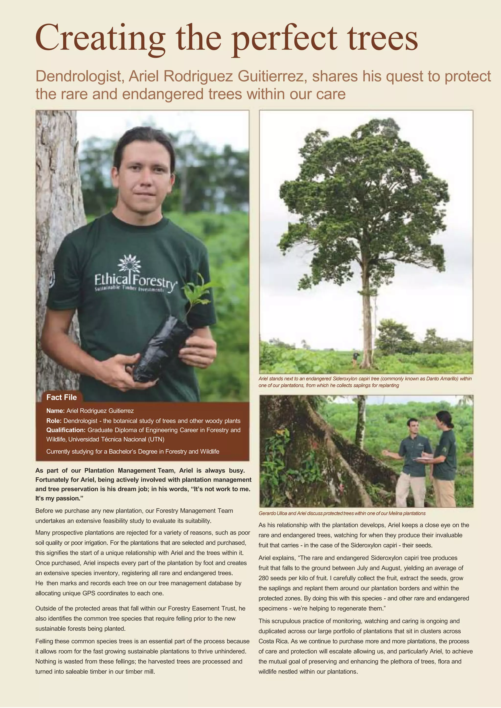 Creating the perfect trees
Dendrologist, Ariel Rodriguez Guitierrez, shares his quest to protect
the rare and endangered trees within our care

Ariel stands next to an endangered Sideroxylon capiri tree (commonly known as Danto Amarillo) within
one of our plantations, from which he collects saplings for replanting

Fact File
Name: Ariel Rodriguez Guitierrez
Role: Dendrologist - the botanical study of trees and other woody plants
Qualification: Graduate Diploma of Engineering Career in Forestry and
Wildlife, Universidad Técnica Nacional (UTN)
Currently studying for a Bachelor‟s Degree in Forestry and Wildlife

As part of our Plantation Management Team, Ariel is always busy.
Fortunately for Ariel, being actively involved with plantation management
and tree preservation is his dream job; in his words, “It’s not work to me.
It’s my passion.”
Before we purchase any new plantation, our Forestry Management Team
undertakes an extensive feasibility study to evaluate its suitability.

Gerardo Ulloa and Ariel discuss protected trees within one of our Melina plantations

As his relationship with the plantation develops, Ariel keeps a close eye on the

Many prospective plantations are rejected for a variety of reasons, such as poor

rare and endangered trees, watching for when they produce their invaluable

soil quality or poor irrigation. For the plantations that are selected and purchased,

fruit that carries - in the case of the Sideroxylon capiri - their seeds.

this signifies the start of a unique relationship with Ariel and the trees within it.
Once purchased, Ariel inspects every part of the plantation by foot and creates
an extensive species inventory, registering all rare and endangered trees.
He then marks and records each tree on our tree management database by
allocating unique GPS coordinates to each one.

Ariel explains, “The rare and endangered Sideroxylon capiri tree produces
fruit that falls to the ground between July and August, yielding an average of
280 seeds per kilo of fruit. I carefully collect the fruit, extract the seeds, grow
the saplings and replant them around our plantation borders and within the
protected zones. By doing this with this species - and other rare and endangered

Outside of the protected areas that fall within our Forestry Easement Trust, he

specimens - we‟re helping to regenerate them.”

also identifies the common tree species that require felling prior to the new

This scrupulous practice of monitoring, watching and caring is ongoing and

sustainable forests being planted.

duplicated across our large portfolio of plantations that sit in clusters across

Felling these common species trees is an essential part of the process because

Costa Rica. As we continue to purchase more and more plantations, the process

it allows room for the fast growing sustainable plantations to thrive unhindered.

of care and protection will escalate allowing us, and particularly Ariel, to achieve

Nothing is wasted from these fellings; the harvested trees are processed and

the mutual goal of preserving and enhancing the plethora of trees, flora and

turned into saleable timber in our timber mill.

wildlife nestled within our plantations.

 