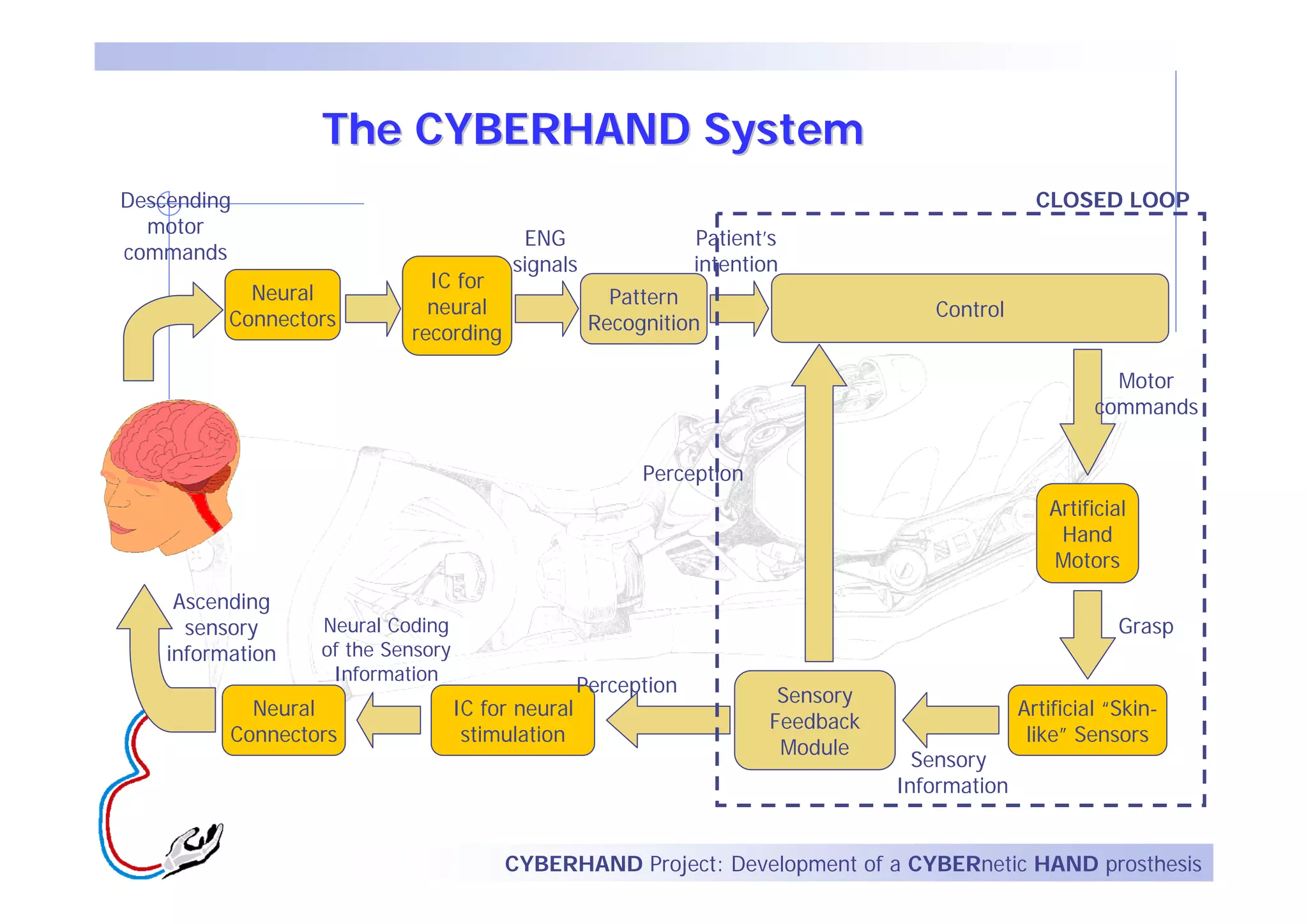 The CYBERHAND System
Descending                                                                                         CLOSED LOOP
  motor
                                          ENG                   Patient’s
commands
                                         signals                intention
                             IC for
            Neural                                    Pattern
                             neural                                                   Control
          Connectors                                Recognition
                           recording

                                                                                                            Motor
                                                                                                          commands


                                                         Perception
                                                                                                    Artificial
                                                                                                     Hand
                                                                                                    Motors
     Ascending
      sensory     Neural Coding                                                                              Grasp
    information   of the Sensory
                   Information
                                                   Perception            Sensory
            Neural                 IC for neural                                                 Artificial “Skin-
                                                                        Feedback
          Connectors                stimulation                                                   like” Sensors
                                                                         Module
                                                                                     Sensory
                                                                                   Information


                                        CYBERHAND Project: Development of a CYBERnetic HAND prosthesis
 