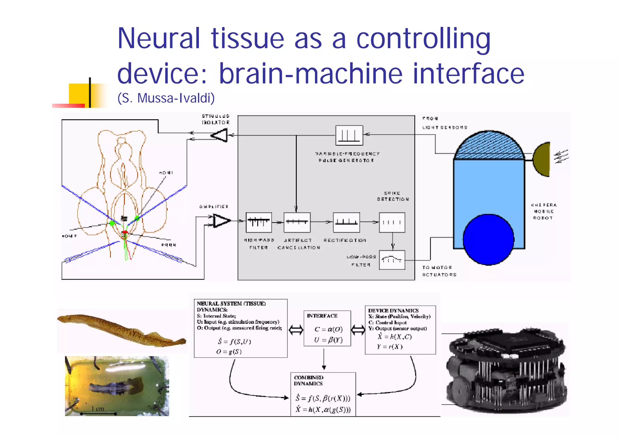 Neural tissue as a controlling
device: brain-machine interface
(S. Mussa-Ivaldi)
 