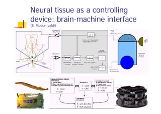 Neural tissue as a controlling
device: brain-machine interface
(S. Mussa-Ivaldi)
 