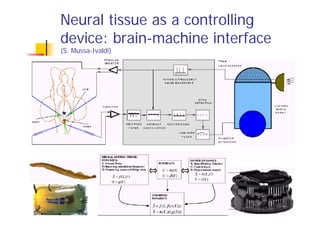 Ethical issues involved in hybrid bionic systems