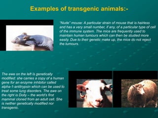 Ethical issues related to animal biotechnology
