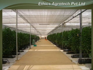 Ethics Agrotech Pvt.Ltd. 