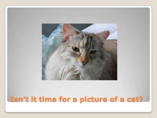 Isn’t it time for a picture of a cat?