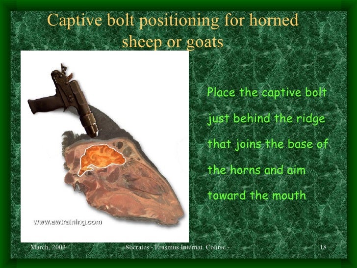 Ethics Of Slaughter Procedures