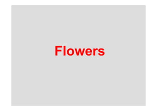Flowers
 