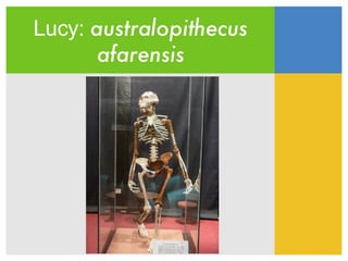Lucy:  australopithecus afarensis 