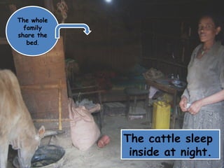 The whole
  family
share the
   bed.




            The cattle sleep
             inside at night.
 