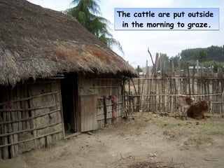 The cattle are put outside
 in the morning to graze.
 