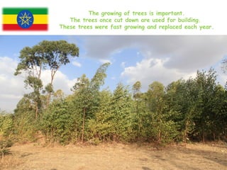 The growing of trees is important.
   The trees once cut down are used for building.
These trees were fast growing and replaced each year.
 