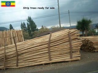 Strip trees ready for sale.
 