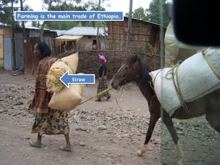 Farming is the main trade of Ethiopia.




                    Straw
 