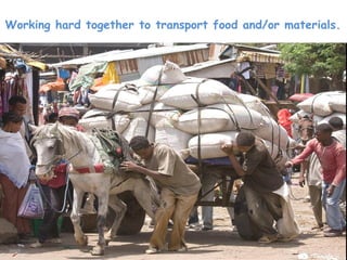 Working hard together to transport food and/or materials.
 