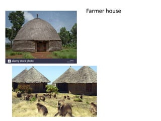 Farmer house
 