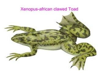 Xenopus-african clawed Toad
 