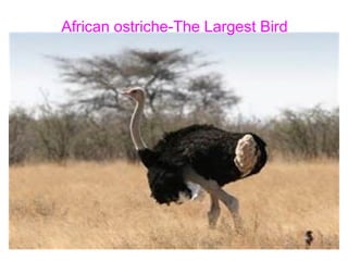 African ostriche-The Largest Bird
 