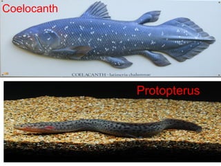 Protopterus
Coelocanth
 