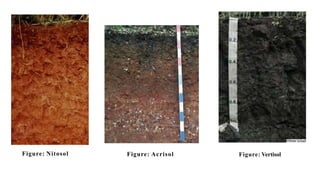 Ethiopian soil types , degradation and conservation | PPTX