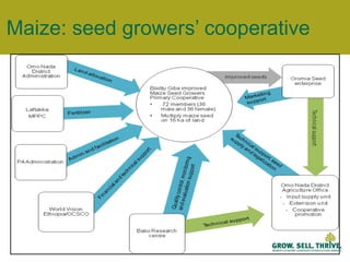 Maize: seed growers’ cooperative 