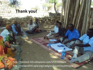 Update on the Ethiopia sheep and goats value chain development project