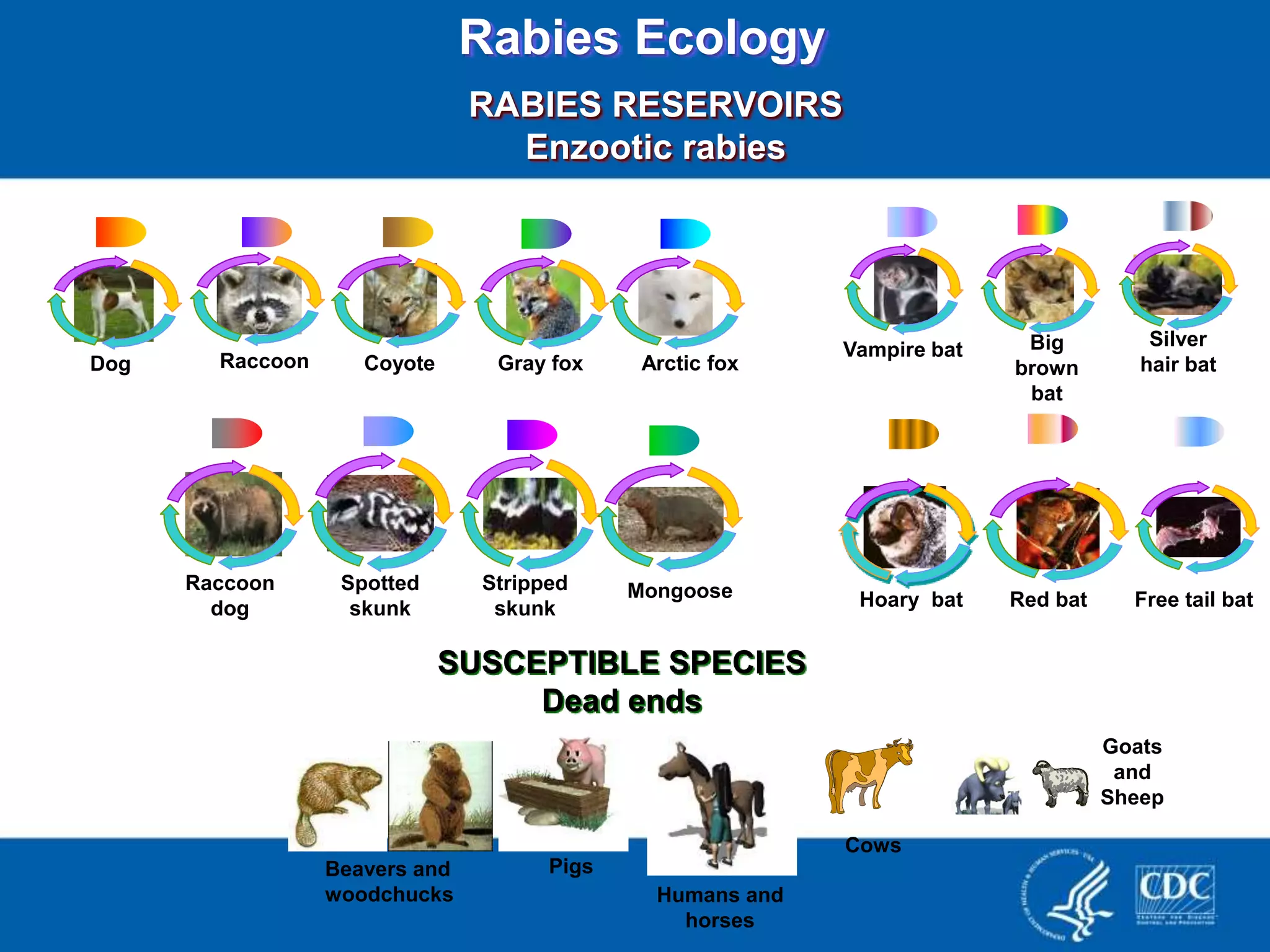 "One Health in the Prevention and Control of Rabies" | PPTX