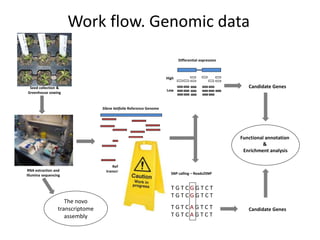 RNA extraction and
Illumina sequencing
Seed collection &
Greenhouse sowing
Work flow. Genomic data
Reference-based
transcr...