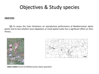 Objectives & Study species
OBJETIVES
[1] To assess the main limitations on reproductive performance of Mediterranean alpin...