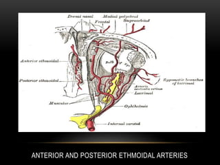 Ethmoid bone anatomy | PPTX | Ear, Nose and Throat Conditions ...
