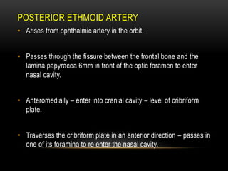 Ethmoid bone anatomy | PPTX | Ear, Nose and Throat Conditions ...
