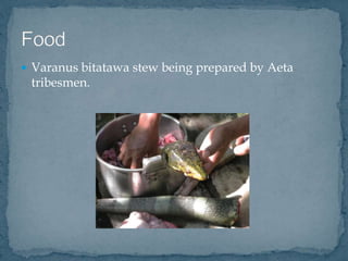  Varanus bitatawa stew being prepared by Aeta
tribesmen.
 
