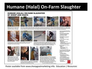 Humane (Halal) On-Farm Slaughter

Poster available from www.sheepgoatmarketing.info: Education | Resources

 
