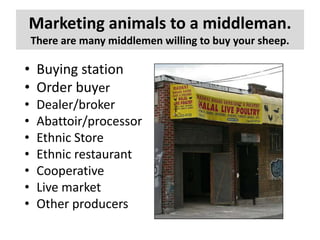 Marketing animals to a middleman.
There are many middlemen willing to buy your sheep.

• Buying station
• Order buyer
•
•
•
•
•
•
•

Dealer/broker
Abattoir/processor
Ethnic Store
Ethnic restaurant
Cooperative
Live market
Other producers

 