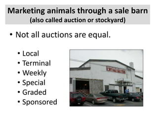 Marketing animals through a sale barn
(also called auction or stockyard)

• Not all auctions are equal.
• Local
• Terminal
• Weekly
• Special
• Graded
• Sponsored

 