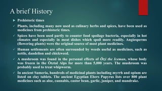 A brief History
 Prehistoric times
 Plants, including many now used as culinary herbs and spices, have been used as
medicines from prehistoric times.
 Spices have been used partly to counter food spoilage bacteria, especially in hot
climates and especially in meat dishes which spoil more readily. Angiosperms
(flowering plants) were the original source of most plant medicines.
 Human settlements are often surrounded by weeds useful as medicines, such as
nettle, dandelion and chickweed.
 A mushroom was found in the personal effects of Ötzi the Iceman, whose body
was frozen in the Ötztal Alps for more than 5,000 years. The mushroom was
probably used to treat whipworm.
 In ancient Sumeria, hundreds of medicinal plants including myrrh and opium are
listed on clay tablets. The ancient Egyptian Ebers Papyrus lists over 800 plant
medicines such as aloe, cannabis, castor bean, garlic, juniper, and mandrake.
 