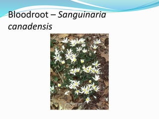 Bloodroot – Sanguinaria
canadensis
 