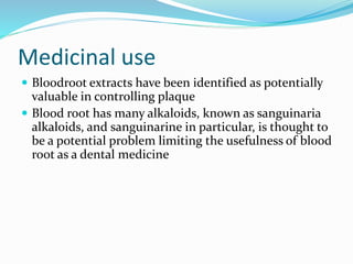 Medicinal use
 Bloodroot extracts have been identified as potentially
valuable in controlling plaque
 Blood root has many alkaloids, known as sanguinaria
alkaloids, and sanguinarine in particular, is thought to
be a potential problem limiting the usefulness of blood
root as a dental medicine
 