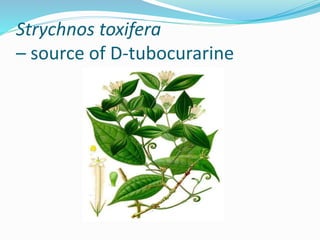 Strychnos toxifera
– source of D-tubocurarine
 
