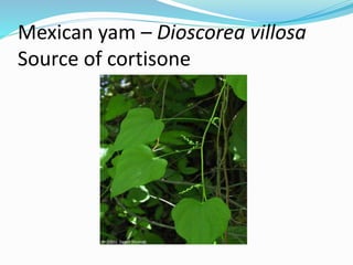 Mexican yam – Dioscorea villosa
Source of cortisone
 