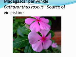 Madagascar periwinkle
Catharanthus roseus –Source of
vincristine
 