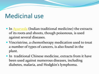 Medicinal use
 In Ayurveda (Indian traditional medicine) the extracts
of its roots and shoots, though poisonous, is used
against several diseases.
 Vincristrine, a chemotherapy medication used to treat
a number of types of cancers, is also found in the
plant.
 In traditional Chinese medicine, extracts from it have
been used against numerous diseases, including
diabetes, malaria, and Hodgkin's lymphoma.
 