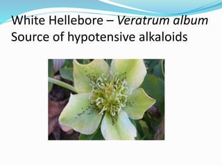 White Hellebore – Veratrum album
Source of hypotensive alkaloids
 