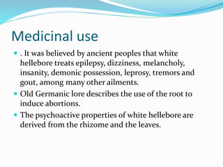Medicinal use
 . It was believed by ancient peoples that white
hellebore treats epilepsy, dizziness, melancholy,
insanity, demonic possession, leprosy, tremors and
gout, among many other ailments.
 Old Germanic lore describes the use of the root to
induce abortions.
 The psychoactive properties of white hellebore are
derived from the rhizome and the leaves.
 