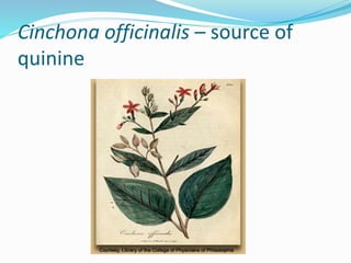 Cinchona officinalis – source of
quinine
 