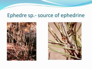 Ephedre sp.- source of ephedrine
 