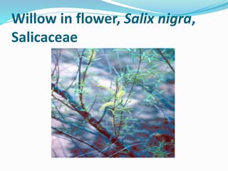 Willow in flower, Salix nigra,
Salicaceae
 
