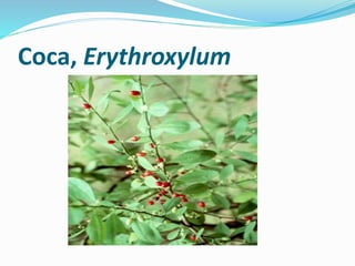 Coca, Erythroxylum
 